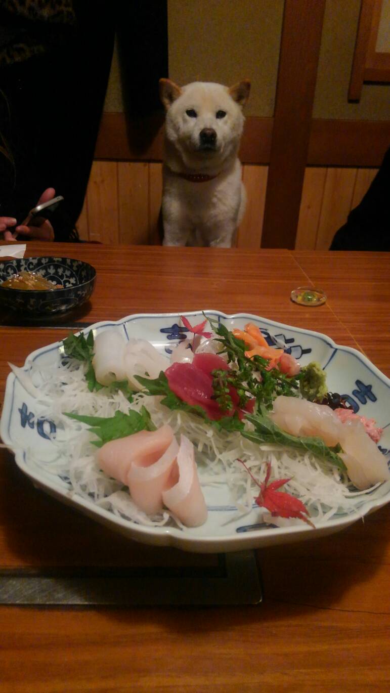 jap工房on Twitter 今日の大福vol 294更新ー お刺身を目の前に固まる大福さん 柴犬 犬 看板犬 Jap工房https T Co Bf1gxpnfew Twitter jap工房on Twitter 今日の大福vol 294更新ー お刺身を目の前に固まる大福さん 柴犬 犬 看板犬 Jap工房https T Co Bf1gxpnfew Twitter