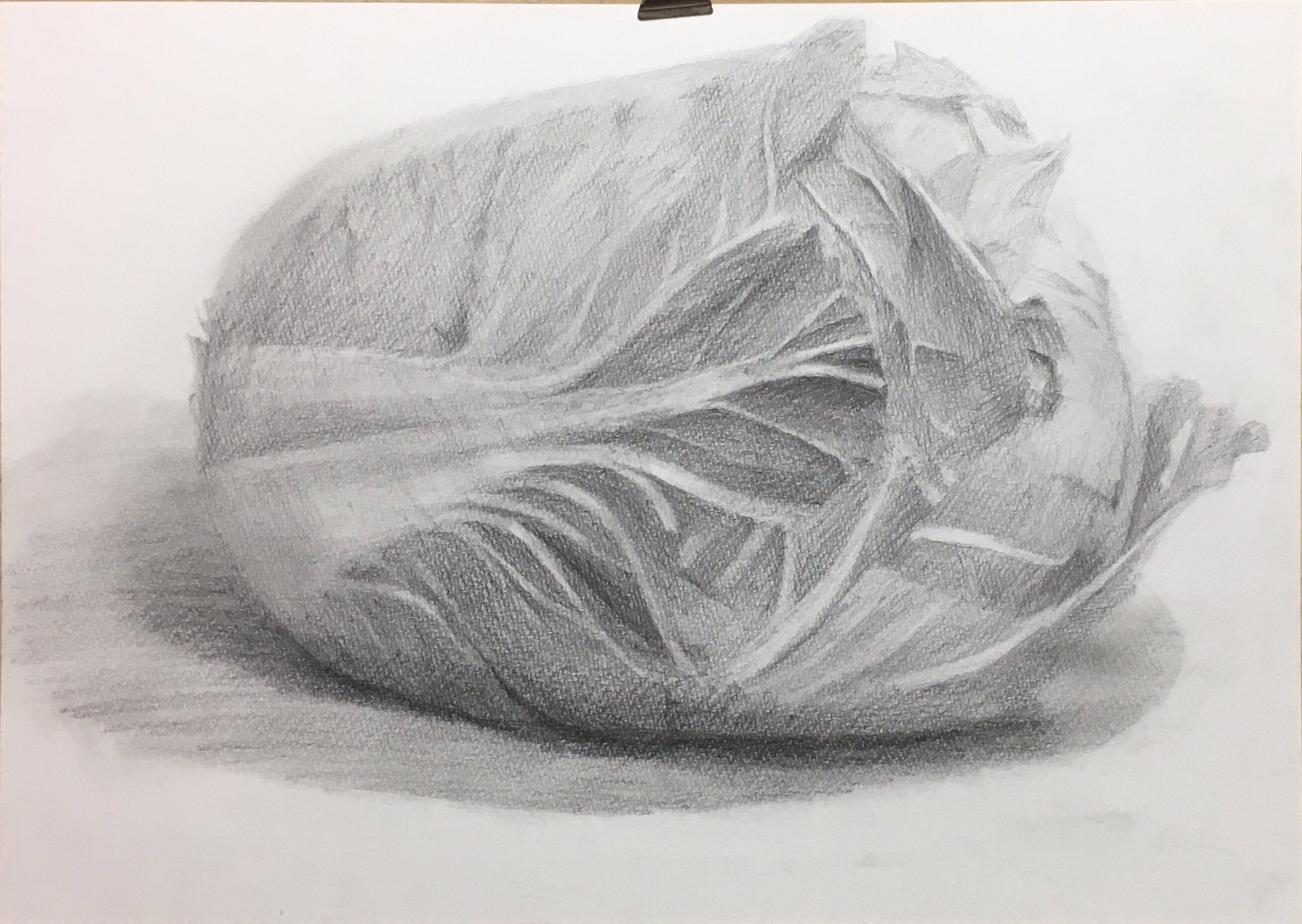 あかりんご Sur Twitter 最近ツイート全然してないので この前描いた白菜でも 普段はイラスト描いてます 制限時間3時間で描きました 白菜難しかった W 絵描きさんと繋がりたい 絵描きさんとつながりたい 白菜 鉛筆デッサン T Co Fs0adjunn4