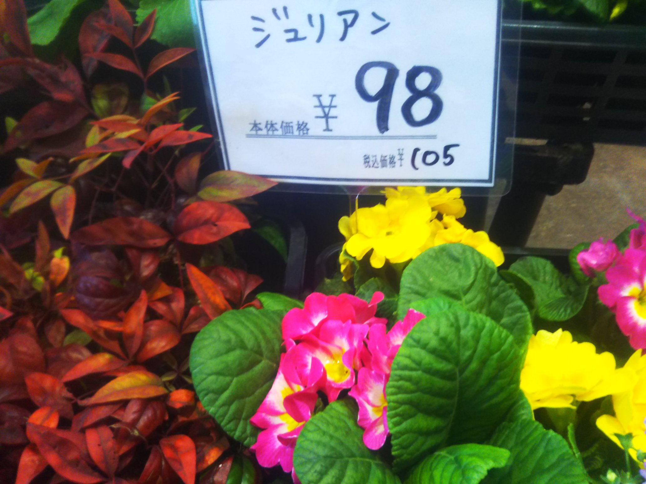 愛と哀しみのボロボロ 交野市 プラブラして ビバモール 関西最大のホームセンター で 花弁が濡れている可哀相なジュリアン を見つけて買って植えてみた 株元近くで咲くジュリアンは が苦手 花が枯れるし 花ガラを摘まないとツボミに日が当たらない で