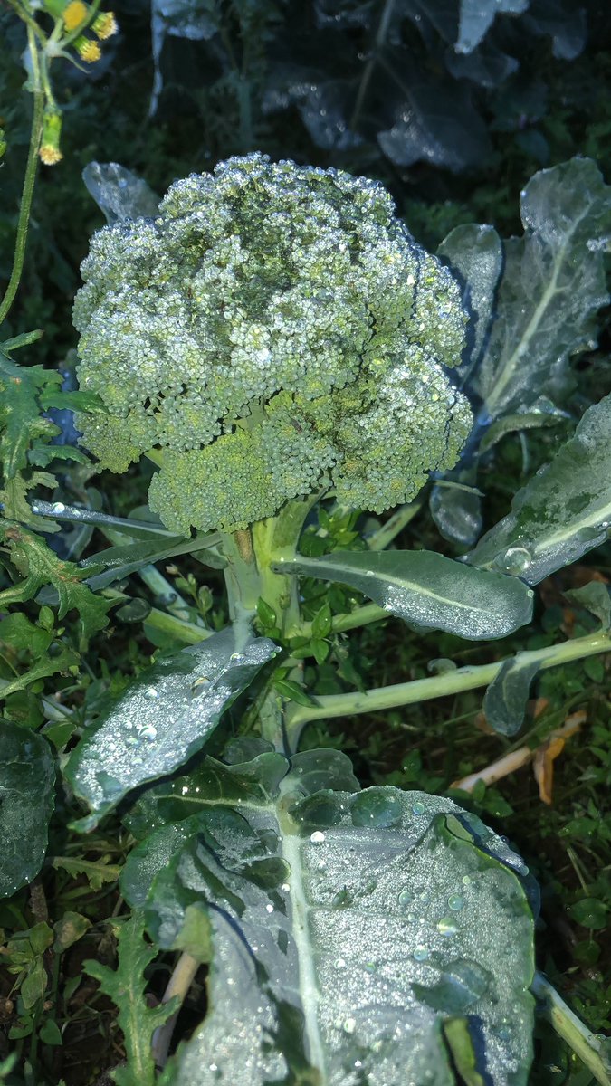 Calabrese is ready! #winterveg #allotment