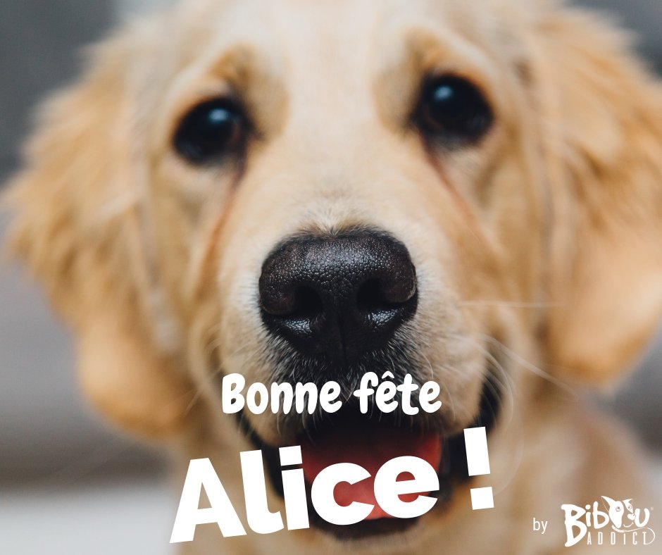 BibouAddict's tweet photo. [Meilleures Pensées] Aujourd'hui c'est la Sainte Alice 🎉🎈💫 Partage vite pour souhaiter une bonne fête à toutes celles que tu connais 😜💙🤗
#jelaimejelemmene #bibouaddict #vacancesavecmonchien #avecmonchien #chien #doglover #vacances #stopabandon #bonnefete https://t.co/rEZN0iaJNi