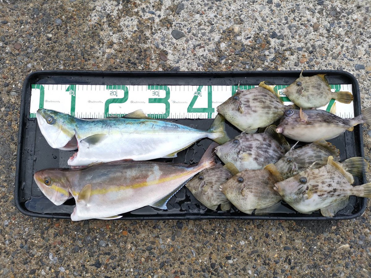 あかぴよ Zc33s カワハギ釣りから戻り カワハギじゅるり カワハギ肝のレシピ T Co Lq0e6hewrn