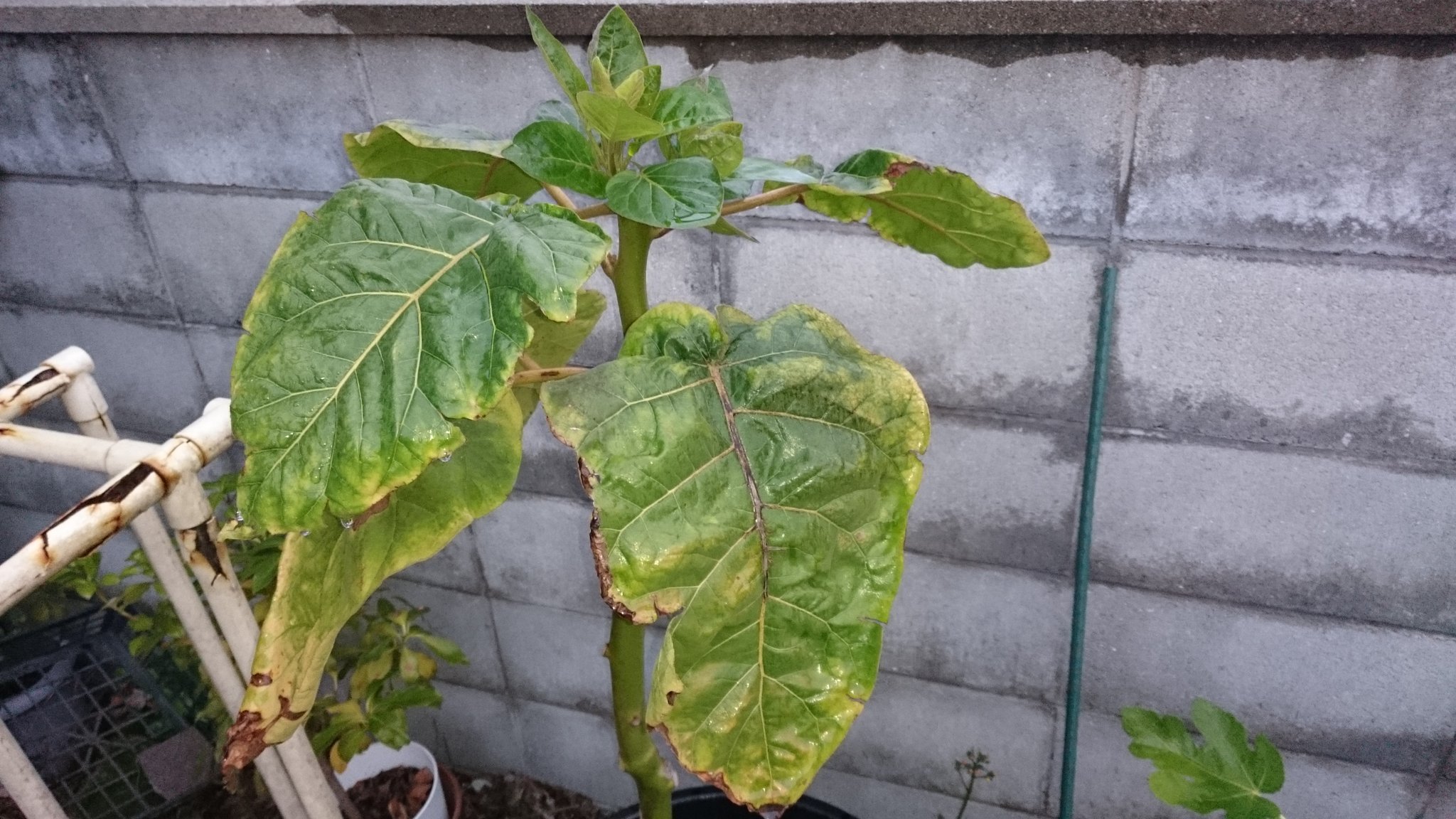 タマリロ Twitter Search Twitter