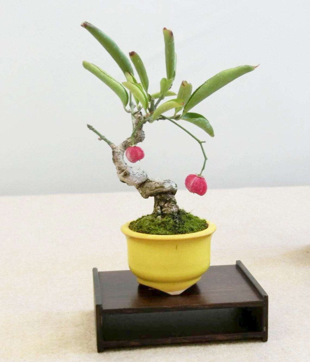 5cm盆栽 V Twitter プリティ盆栽火の国展 熊本 展示会 盆栽 Bonsai マユミ 樹高5 6cm程 黄色い鉢の使い方見本 マユミは実の色が色々で収集癖をそそります ね 5cm盆栽 V Twitter プリティ盆栽火の国展 熊本 展示会 盆栽 Bonsai マユミ 樹高5 6cm程 黄色い鉢の使い方見本 マユミは実の色が色々で収集癖をそそります ね