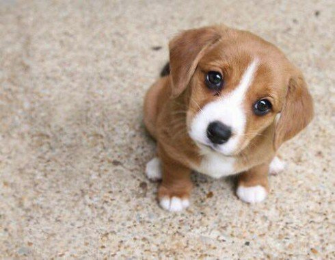 GreatestAnimals's tweet photo. Puppy face https://t.co/9M79acUxzk