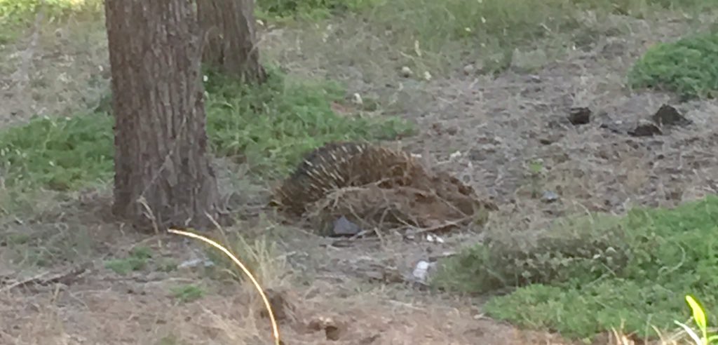 Richard Lewis (@Richard_J_Lewis) on Twitter photo 2018-12-16 09:06:59 I think the echidna was just as startled by me as I was by it. Before parting ways so we could both get on with dinner I made sure I had my first #echidnacsi submission. Very intuitive app @tahliajperry I think the echidna was just as startled by me as I was by it. Before parting ways so we could both get on with dinner I made sure I had my first #echidnacsi submission. Very intuitive app @tahliajperry