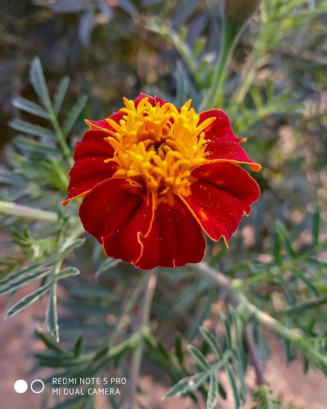 Rajeshwar™ #VedicBharat tweet media