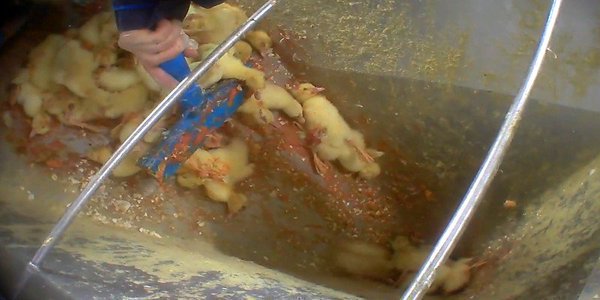 _Naeray's tweet photo. Jugées inutiles pour la production de foie gras, plus de 40 millions de canetons femelles sont broyées vivantes chaque année, en France.

Cette année, dites non au foie gras. https://t.co/pCWxoM8DMV