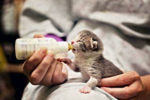 Swara (@nali39893600) on Twitter photo 