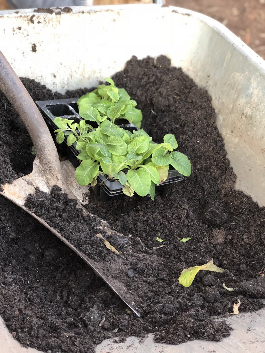 RobsAllotment photo