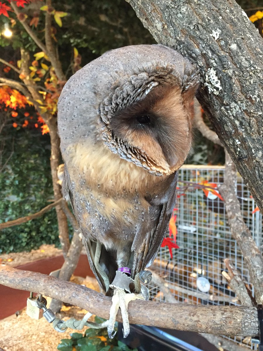 Hana 鎌倉乃フクロウの森に二度目の訪問 小町通り入ってすぐの トイレもない雑居ビルの三階にあって フクロウに触れることができる ピカソやデューラーのコキンメフクロウに メンフクロウ イギリスっぽいモリフクロウに シロフクロウと 鎖に繋が