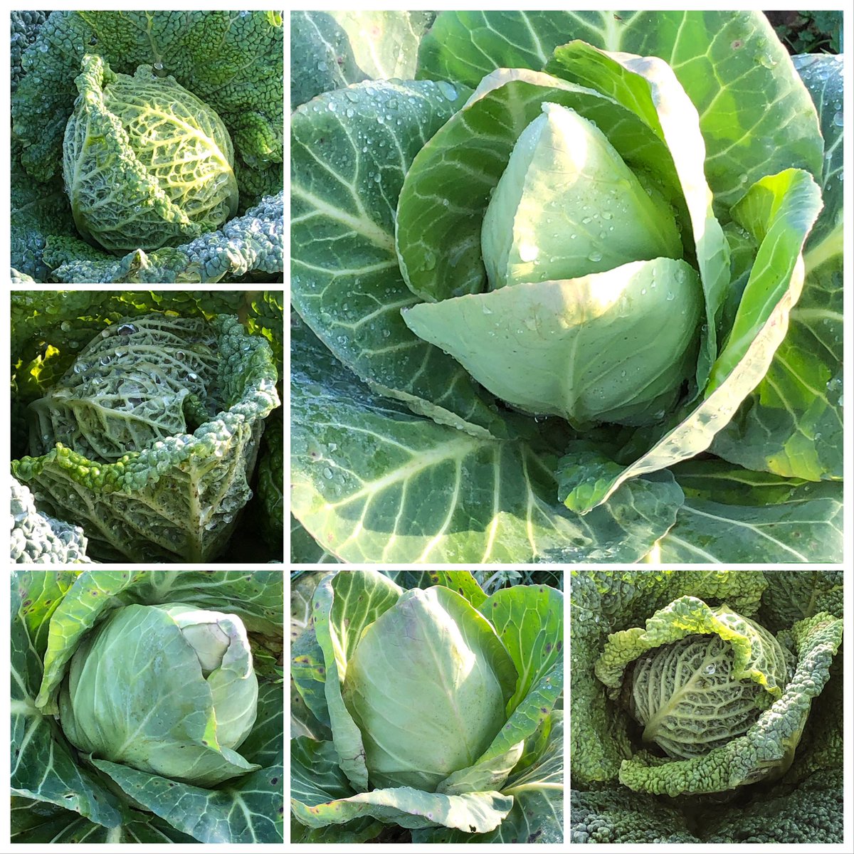 My winter cabbages are looking good on my allotment..I’m digging away hoping to get my blackberries and Tay berries in on my soft fruit lane today..so much for the snow forecast! #cabbage #allotment #garden #gardening #veg #gyo #winterveg