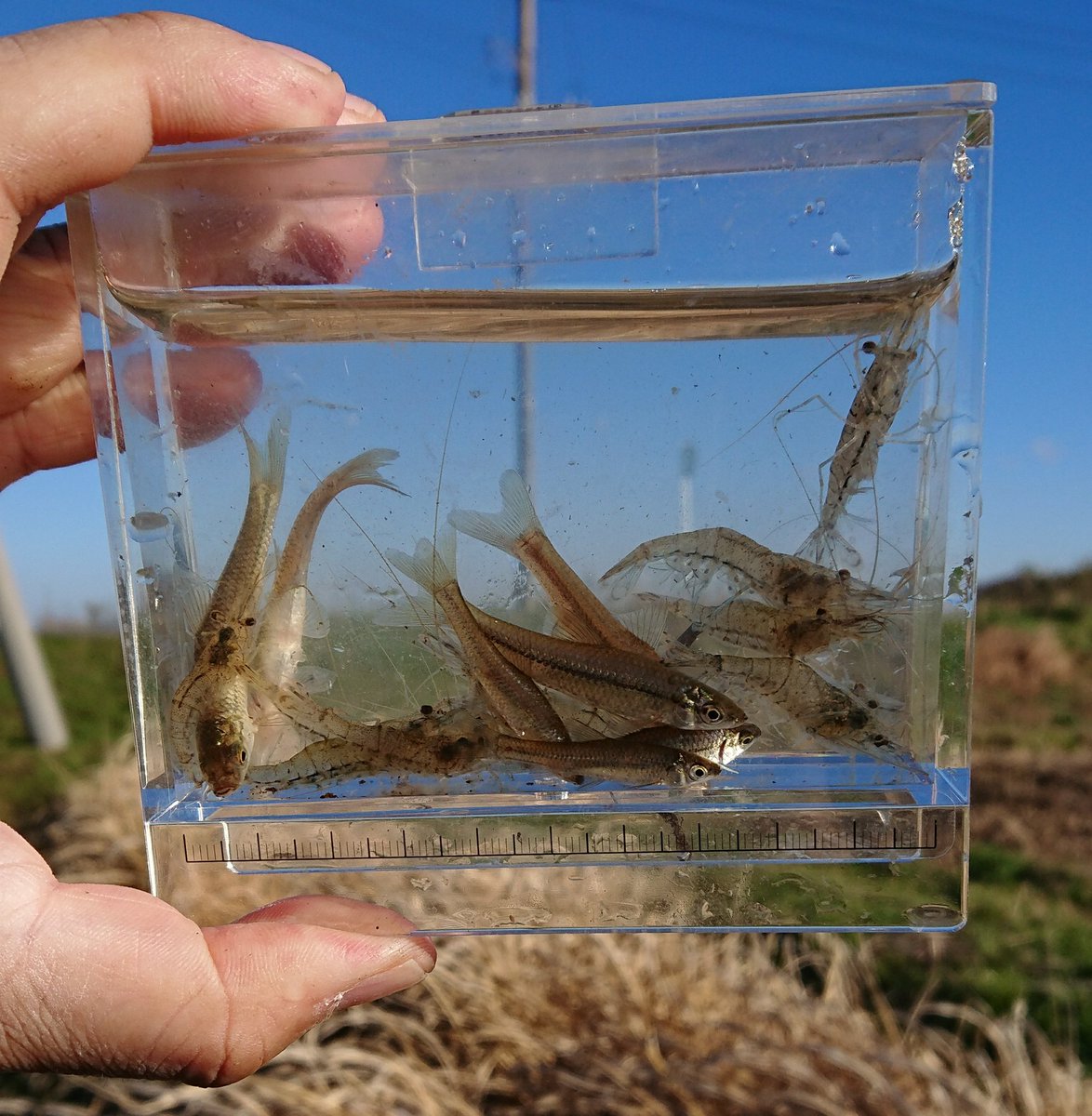 釣り好き千葉県人 على تويتر 昨日は手賀沼で一時間ほどタナゴ釣り エビとクチボソのみでした エビ多かった 手賀沼 タナゴ釣り