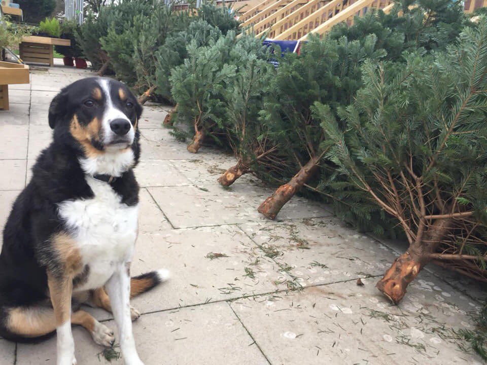 honitongardencentre tweet media