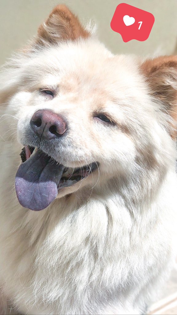 Danii_damasioo's tweet image. Filha animada 😍😍 #chowchow #chowchowbrasil #lovechowchow #dog #ursopolar