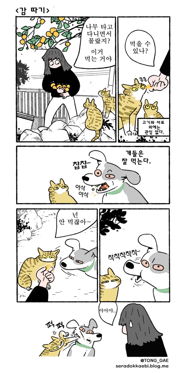 감따기