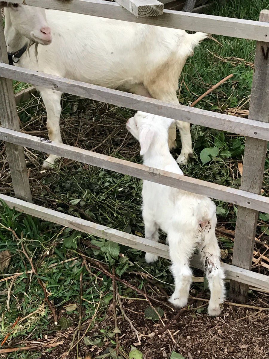 敬子 Twitter ನಲ ಲ 仔山羊 可愛い 糸満青少年の家に１週間ほど前に産まれた子ヤギがいた ピョンピョン飛び跳ねたり 母山羊 のお乳を飲んだりと可愛かった