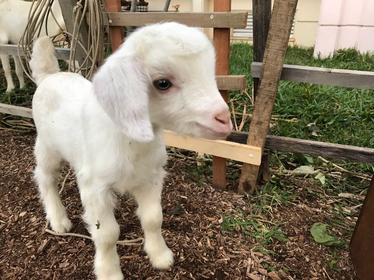 敬子 仔山羊 可愛い 糸満青少年の家に１週間ほど前に産まれた子ヤギがいた ピョンピョン飛び跳ねたり 母山羊 のお乳を飲んだりと可愛かった