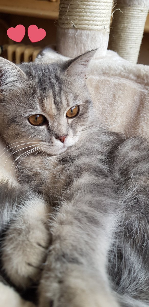 KalaKila's tweet photo. #Oudi ma petite chérie sauvée à l'âge de 15 jours qui a maintenant 4 mois 😍 #cats #catslover #ilovemycat https://t.co/rgFN8Sr9eQ