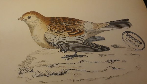 bmi1854's tweet photo. As the weather has got a lot colder in recent days, here is a delightful #drawing of a #Snow Bunting from a #C19 volume of A History of British Birds by Rev. F.O. Morris. #originalBirminghamLibrary #letitsnow https://t.co/wFajg7PMk2