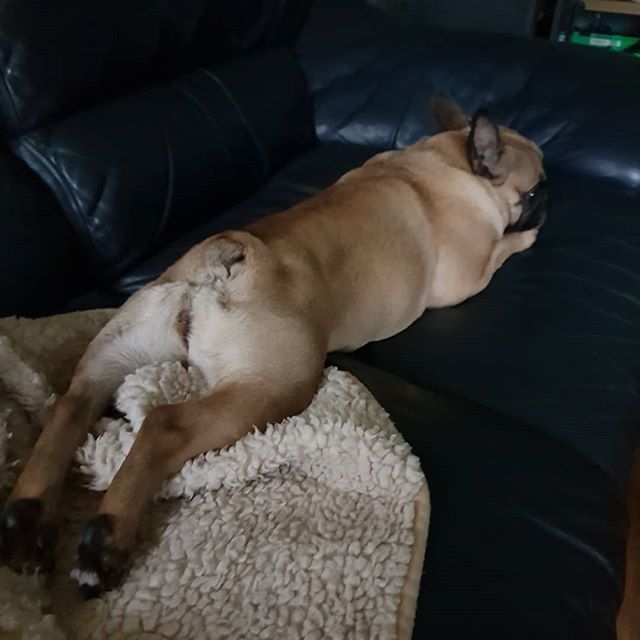 Yogadogs1's tweet photo. Even though dinky daisy does not want her fleece blanket she will keep just her paws on so her sister can not get it ..😂😂😂 #sisters #frenchiesofinstagram #frenchie #bedwars #bodminmoor #cornwall https://t.co/WztWDuuA6f https://t.co/ZukZBvSnFU