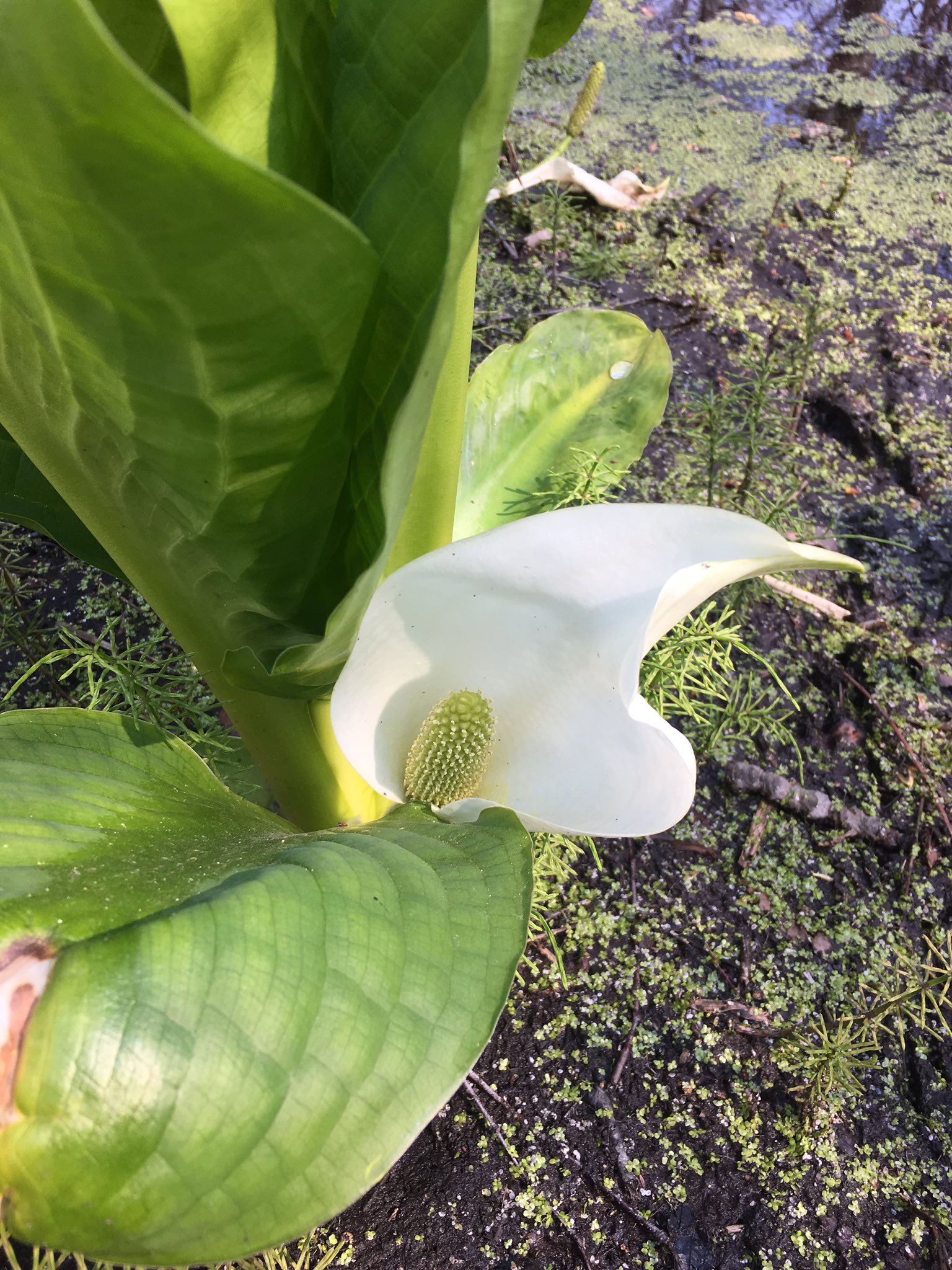 北海道大学 自然研究会 Pa Twitter 北大植物手帖 8 ミズバショウ ミズバショウといえばあの白い花ですが しばらくすると横から大きな葉が生えてきま す アイヌ語ではパラキナ 葉が 幅広い草 と言い 葉に着目しているのは興味深い ことです 写真 18 4 28 6 6