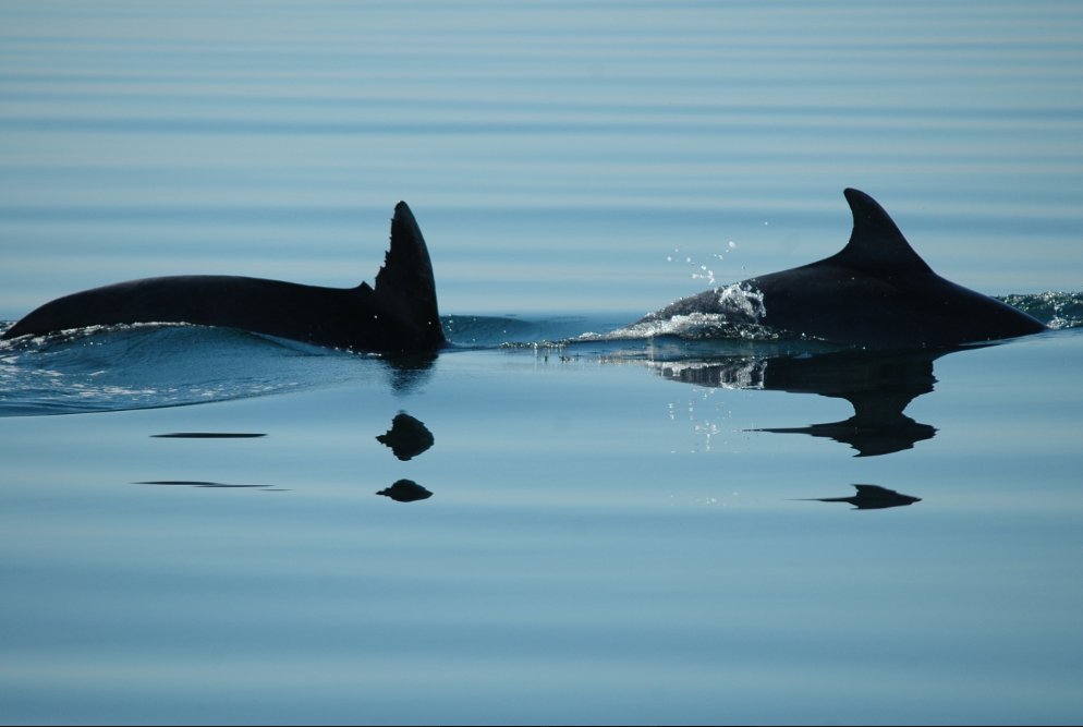 More #plastic than fish in our seas is a possibility by 2050.
Shrink your #plasticfootprint when you're on the go! 🌎🚶
 Follow these simple tips by @mcsuk
-Refuse straws
-Use a reusable coffee cup
-Get a reusable water bottle
-Take a packed lunch
Photo by: @North_Wales_WT