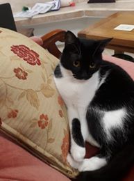 PawsCatCafe's tweet image. Come in from the cold today! Warm up with some lovely cat cuddles and our Top Cat Hot Chocolates! ❄️☃️☕️🐱 #warnup #Sundaymorning #paws #CatCafe #meow #coldoutside