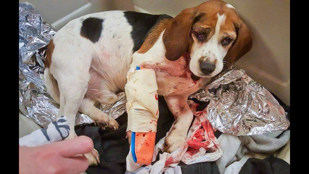 Two beagles recovering after being thrown out moving vehicle on New York interstate on.11alive.com/2CdVWXa https://t.co/6Esfqrqyeb