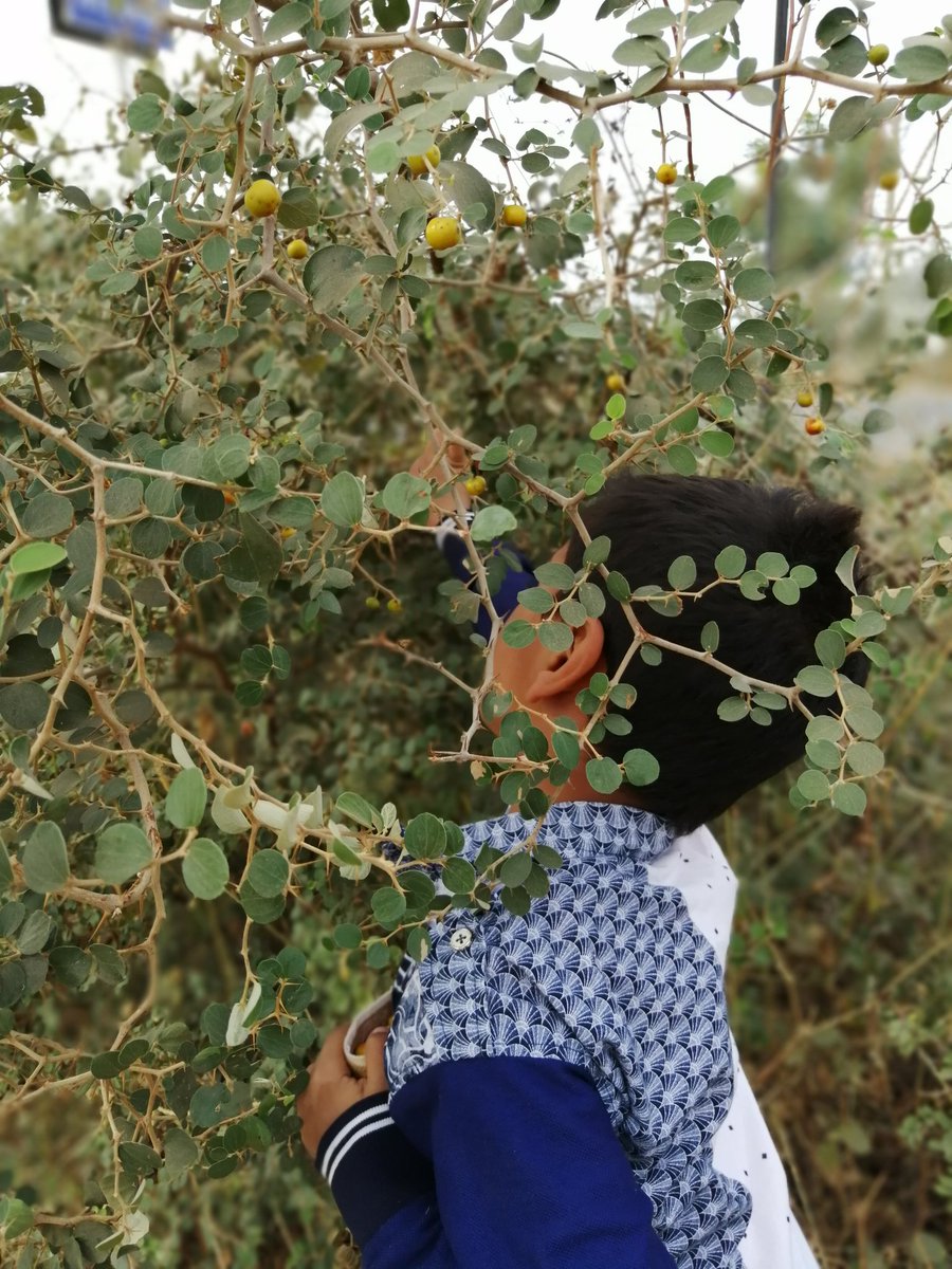 sonsinhrajput's tweet photo. Again at the University of Nature. Getting hand picked berries is one of those experiences that our kids do not get. બોર  એટલે બાળપણ માં મેળવેલું અમૃત ફળ એની ખટાશ પણ મીઠી લાગતી. જાત મહેનત નું મહત્વ અને દોસ્તો સાથે ભાગ પાડીને લેવાતું જ્ઞાન આજે પુસ્તકોના પાને  કાળા અક્ષરેજ છપાય છે. https://t.co/sfxIXQsdKt