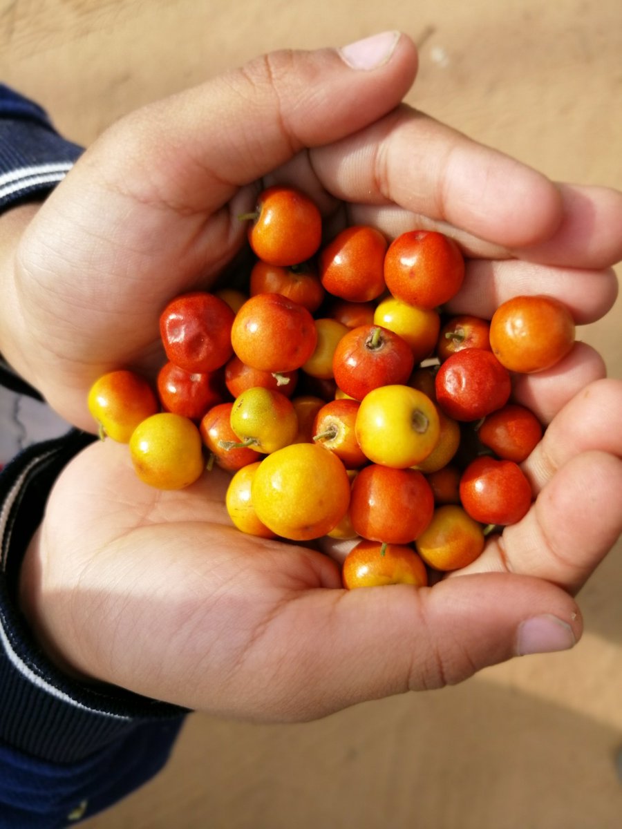 sonsinhrajput's tweet photo. Again at the University of Nature. Getting hand picked berries is one of those experiences that our kids do not get. બોર  એટલે બાળપણ માં મેળવેલું અમૃત ફળ એની ખટાશ પણ મીઠી લાગતી. જાત મહેનત નું મહત્વ અને દોસ્તો સાથે ભાગ પાડીને લેવાતું જ્ઞાન આજે પુસ્તકોના પાને  કાળા અક્ષરેજ છપાય છે. https://t.co/sfxIXQsdKt