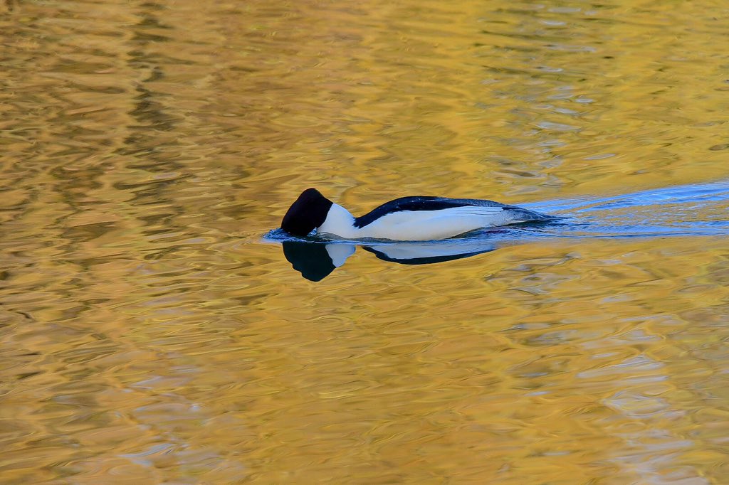 andypyng's tweet image. Think it’s a Merganser or Goosander , Little Paxton pits Sunday morning 16/12/18 @wildlifebcn
