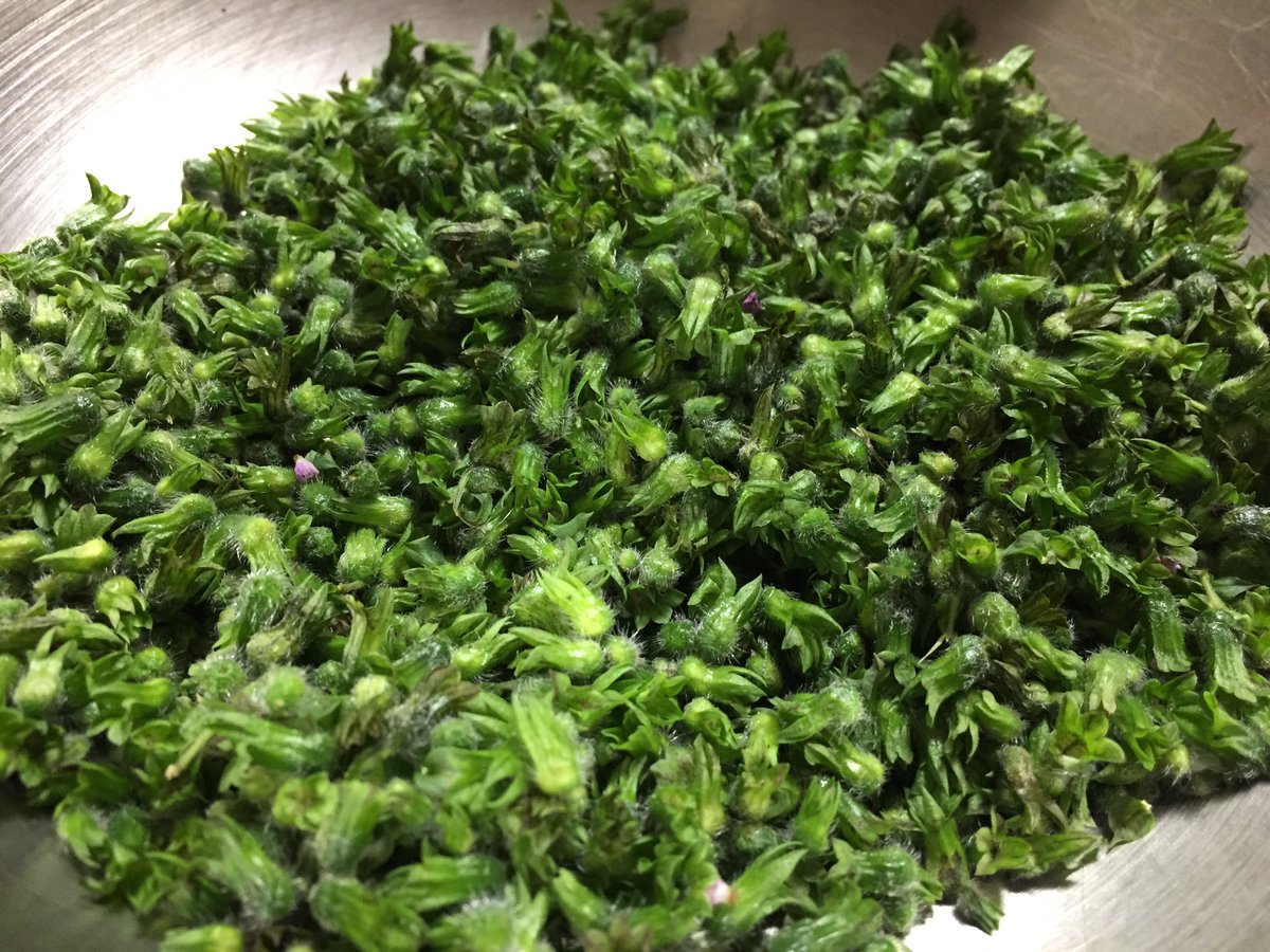 穂紫蘇 Twitter Search