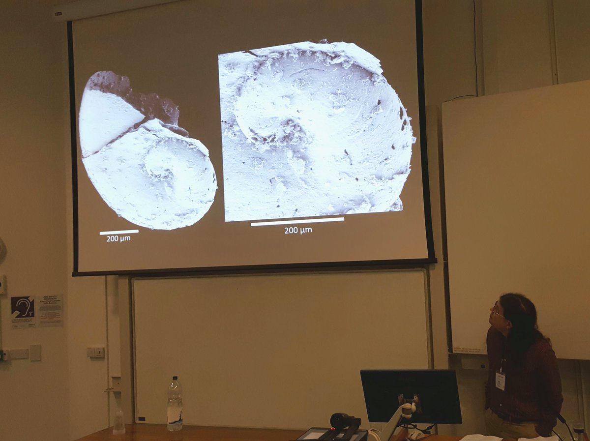 palaeoheda's tweet photo. John Moore, also repping the Porter Lab, shows beautifully preserved #protoconch and talks about development in #Cambrian pelagiellid molluscs. #PalAss18 https://t.co/yWSIZxFwso https://t.co/2t3MPsWuJW