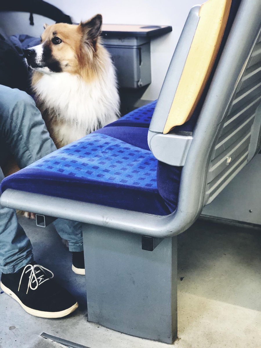 youknowigotyou_'s tweet photo. Gilt die #dgvo auch für Hunde ? Wenn ja sorry tut mir leid liebes Gesetz, aber ich bin verliebt.. 😭🥰 https://t.co/8zKjCHuIvS