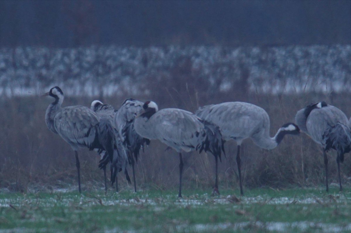 ik dank @Natuurmonument  en hun team in Winterswijk ,dankzij jullie zijn deze foto's nu te maken . zonder jullie was het korenburgerveen nu bos .dus  mijn lidmaatschap bij jullie is zijn geld meer dan waard dank