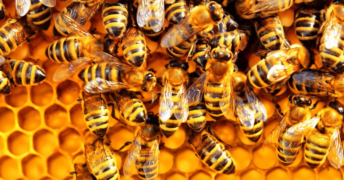 GIRCOR's tweet photo. #Abeille #vaccin: des chercheurs de l'université d'#Helsinki découvrent le premier vaccin pour abeilles. Il s'appelle #PrimeBEE, agit contre une maladie bactérienne la #loque américaine et s'administre par voie orale https://t.co/kaXzzlBAOV https://t.co/LZgavZPFGl