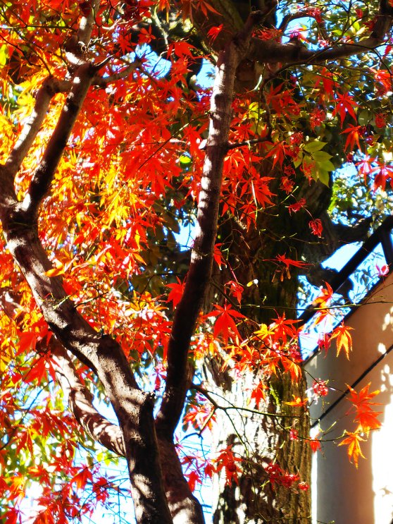 aba32550's tweet photo. 今年は頑固に緑色の葉っぱが残り、紅一色を待ちわびていたら庭師さんがバッサリ剪定。あっさり系紅葉になってしまったが、一枚一枚の紅葉が冬陽に照らされ　鮮やかは格別。雨上がりの落ち葉も苔むした庭石と相まってなかなかの風情ですな。＃旅館＃紅葉狩り＃苔むした庭石 https://t.co/dlX3aEayXe