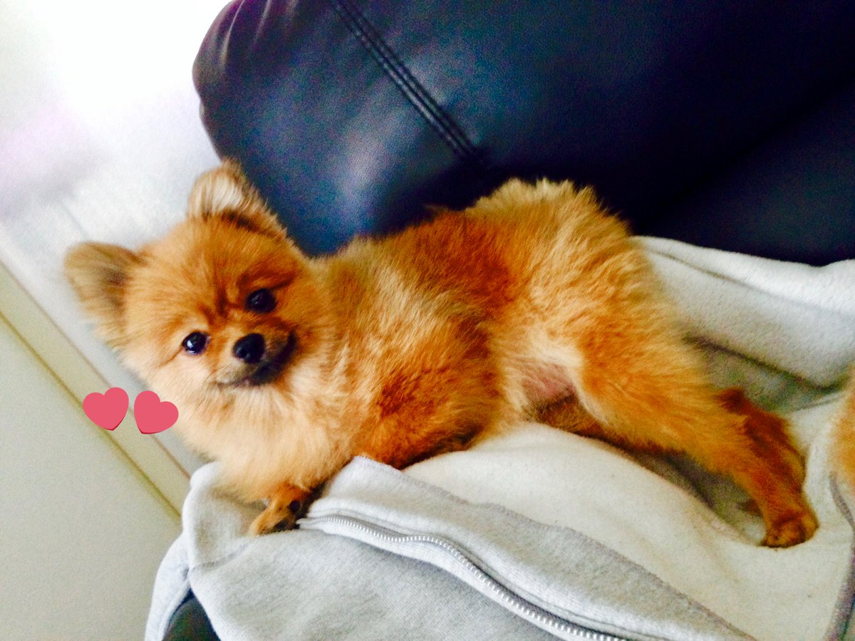 犬界の まとめ 広瀬すず 吉沢亮 綾瀬はるか Togetter