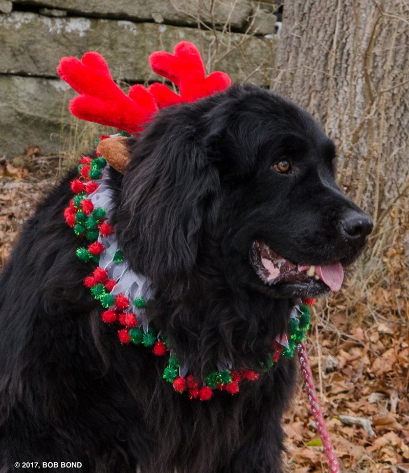 Snap a "selfie" with Fritz the Reindeer Dog <a href="/Day/">Day Straube</a>'s Jewlers and enjoy free outside ice-skating, skates included with costumed characters December 22, 2018 noon - 3 pm <a href="/Shop_Augusta/">Marketplace @Augusta</a>