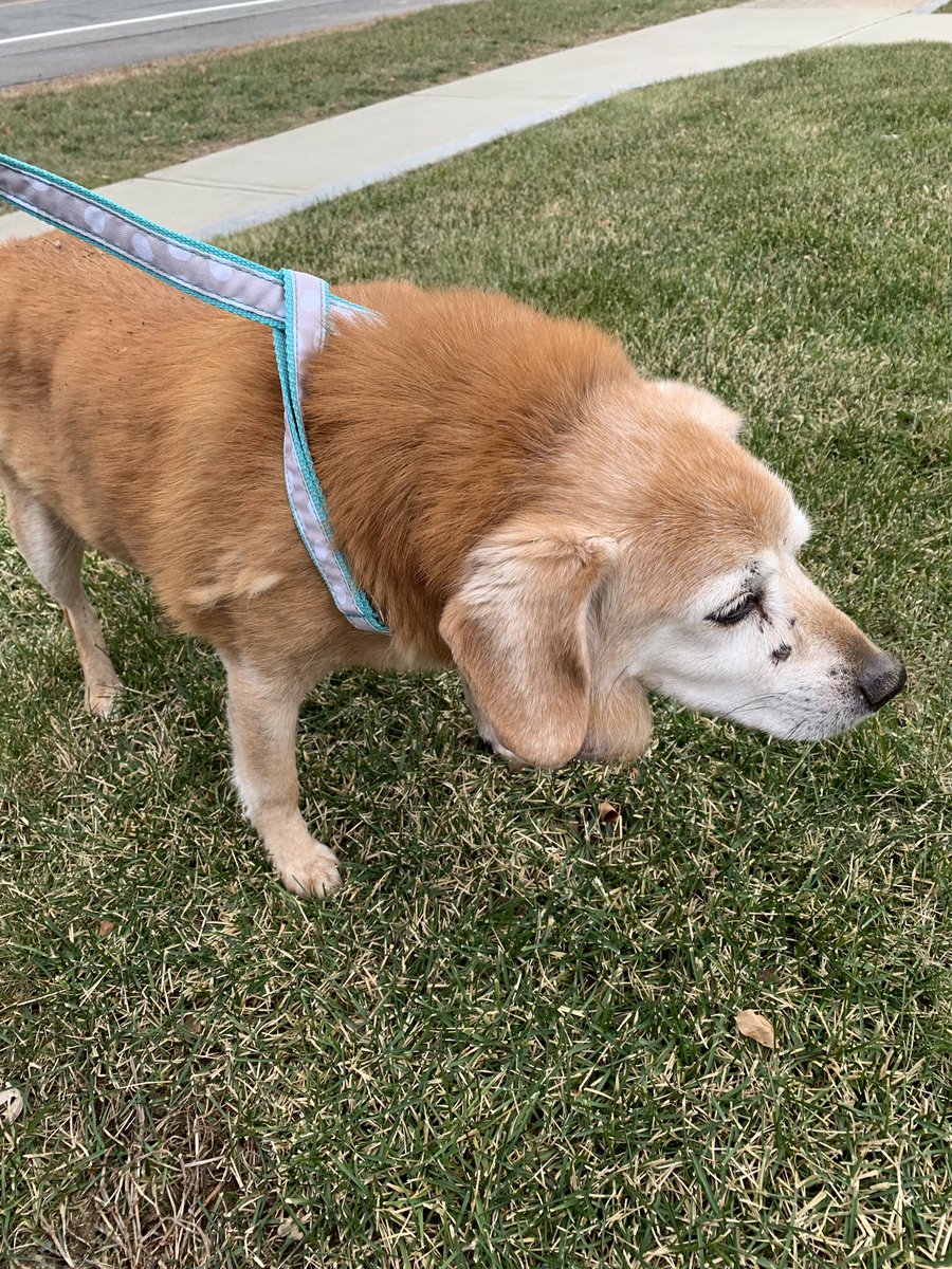 ** please share** 
Is anyone missing a dog? An off duty member found this morning in the area of Winnacunnet at Lafayette rd. No collar/tags. Dog will be with PD.