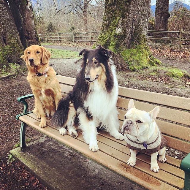tamiasars's tweet photo. It took 6 tries. #dogsitting, #dogsofinstagram, #threepupsinarow, #benchdogs, #dogpark, #dogparkfun, #pnwdogs, #dogsofwa, #poochrifficNW, #dog, #roughcollie, #frenchbulldog, #goldenretriever, #ilovedogs https://t.co/sGZFkn1buo https://t.co/awzDBAb4Qx