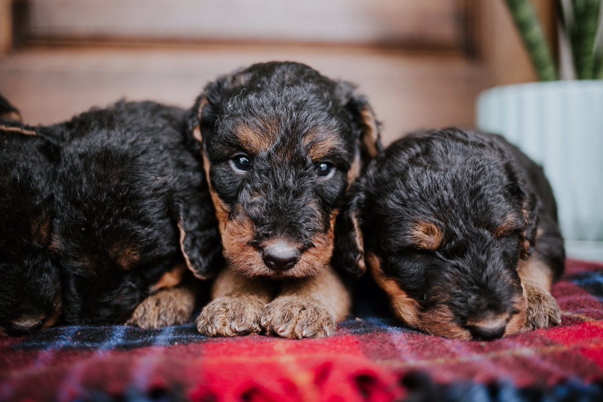 DarcieBPhoto's tweet photo. Precious #airedale puppies. Love our breed and these #babies https://t.co/aptgbUW5Pf