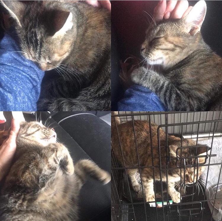 Talacats's tweet image. Rehome 704 .. Here is Tia who has flown to the UK to start her new life with Sharon Morton who lives in County Durham. Tia seems to be settling in very well! Thankyou so much Sharon for giving Tia a loving home with you! 😻 #cats #rehome #CatsOfTwitter