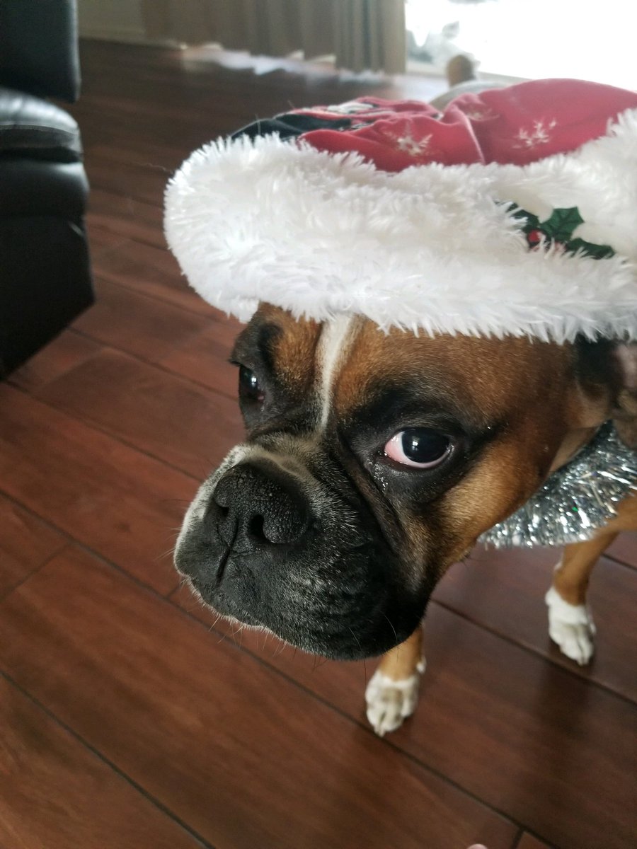 Merry Christmas from my uncle Wilfred! 

#Christmas #Boxers #dogsoftwitter #December #MerryChristmas