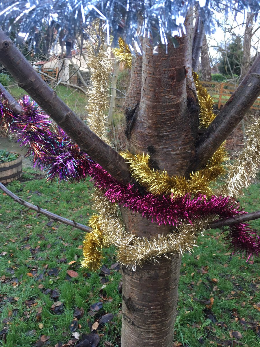 TDavidAshwellF's tweet photo. Decorating David’s tree for #christmas 🎄 #ForDavid💙 #sayhisname #babyloss #raredisease #ACD #TheDavidAshwellFoundation #emptyarmsbrokenheart @ACDAssociation @LevensideAssoc #stokesley #levenside https://t.co/Et6hIyybtS