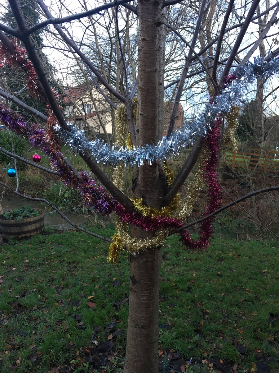 TDavidAshwellF's tweet photo. Decorating David’s tree for #christmas 🎄 #ForDavid💙 #sayhisname #babyloss #raredisease #ACD #TheDavidAshwellFoundation #emptyarmsbrokenheart @ACDAssociation @LevensideAssoc #stokesley #levenside https://t.co/Et6hIyybtS