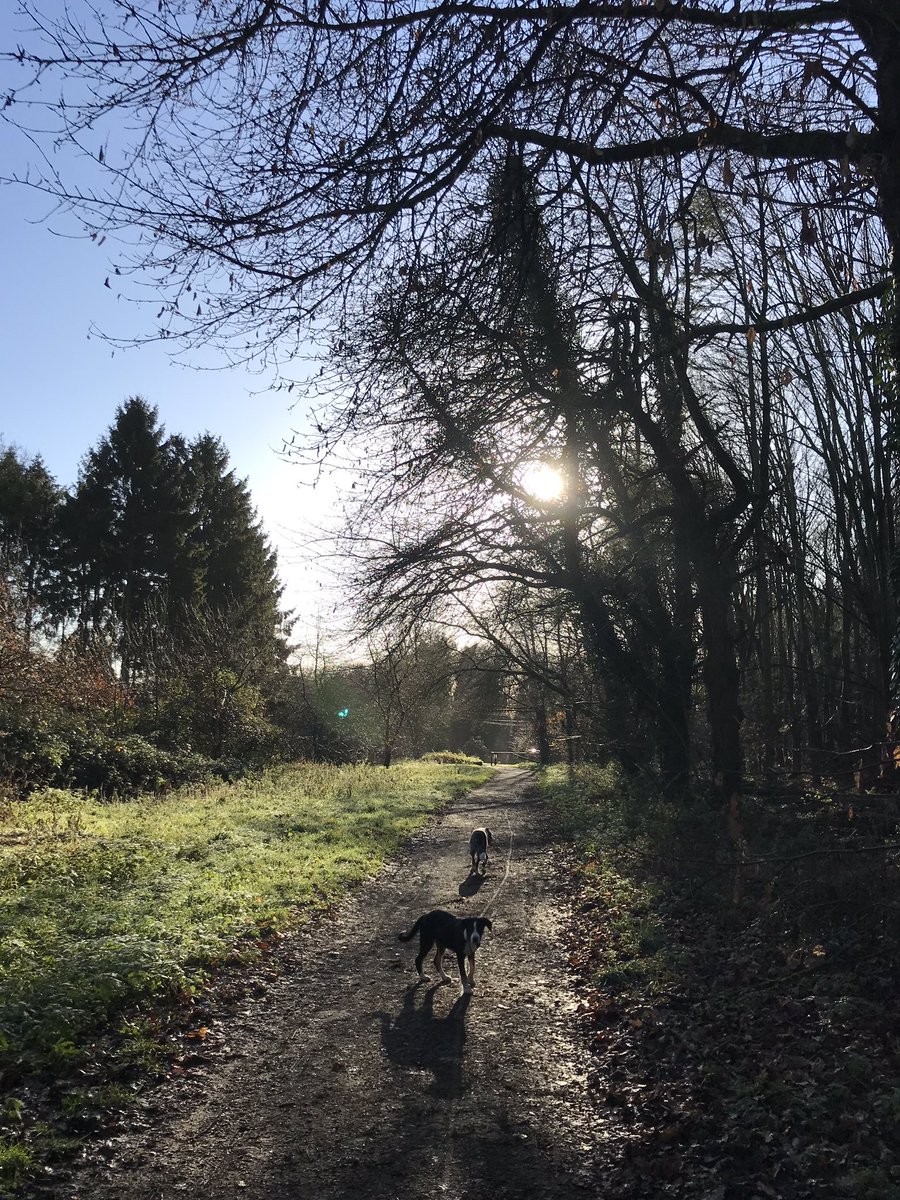 shepherdesskit's tweet photo. Blowing out the cobwebs at #weststow with my lovely parents and the hounds #TheBear and #TedTed
Absolutely beautiful with frozen puddles and little pools of mist everywhere https://t.co/AZW1uw0cSm