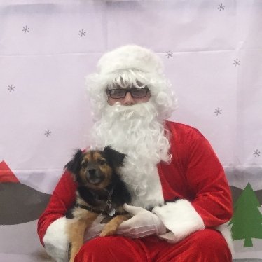 BradowLaura's tweet photo. Even though she is on the naughty list, we decided to let her see Santa anyway. #IaminnocentSanta #youhavethewrongdog https://t.co/clLZGQGr3X