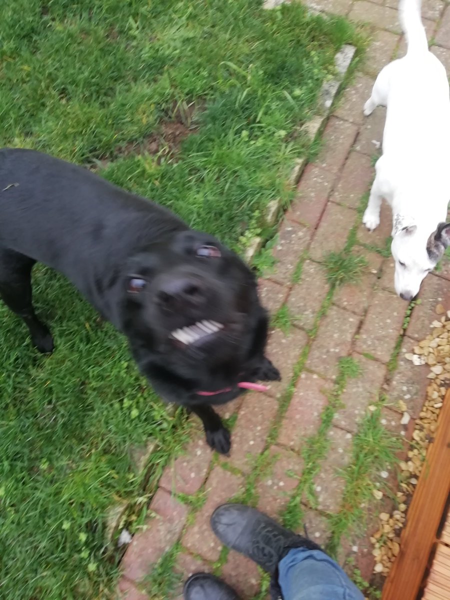 TailsCharmed's tweet image. Poppy loves our home visits. #fromepetcare #fromedogs #Frome #petvisits